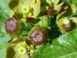 Schizoglossum hamatum buds browned